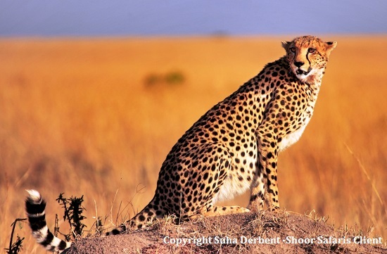 cheetah in masai mara